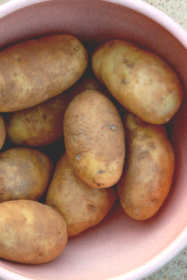 medium russet potatoes