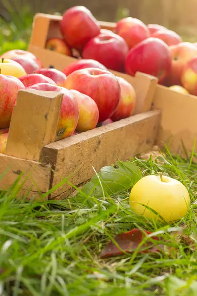 apples in crate