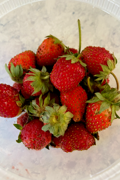 home grown strawberries
