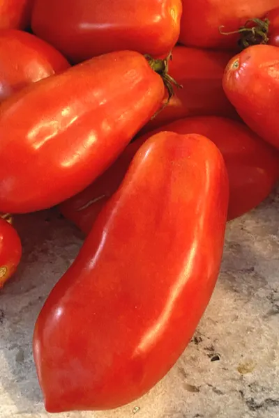 san marzano tomatoes 