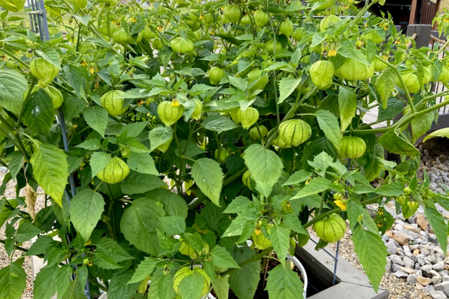 tomatillo plant 