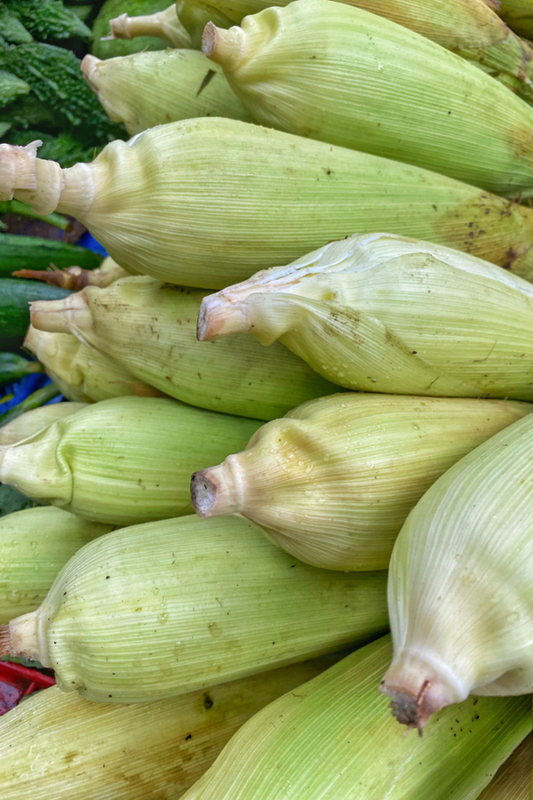 corn on the cob in husk