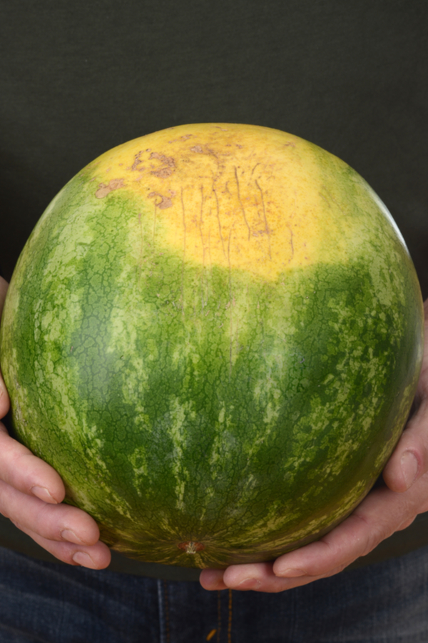 orange spot on rind of watermelon