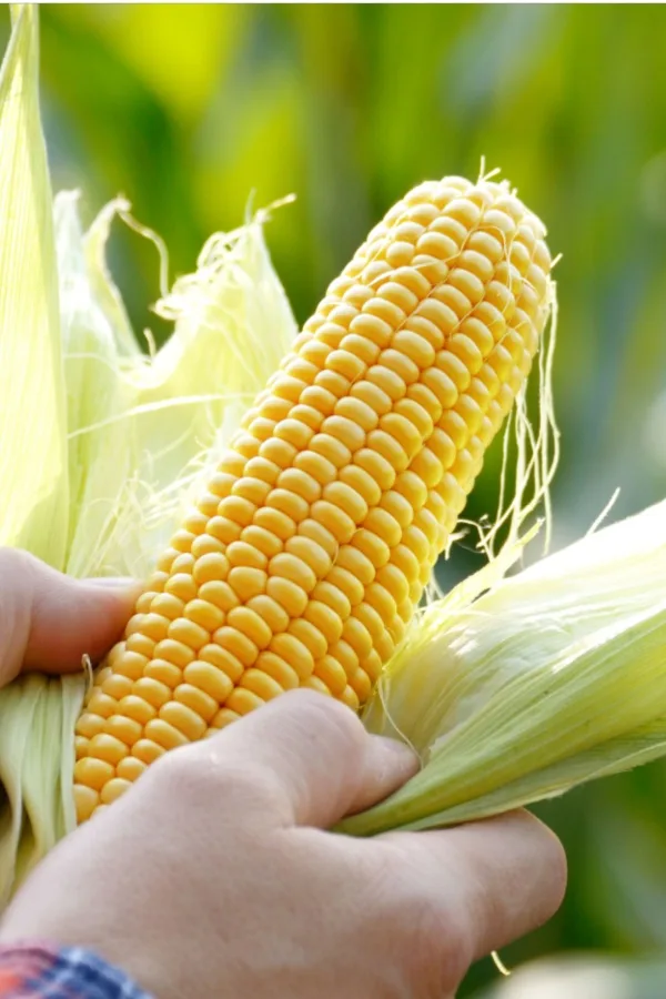 shucking corn